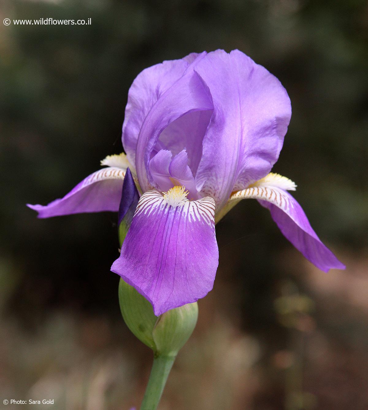 Iris mesopotamica
